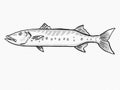 Great Barracuda Reef and Wreck Fish Florida and Gulf of Mexico Cartoon Retro Drawing
