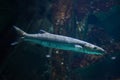 Great barracuda Sphyraena barracuda Royalty Free Stock Photo