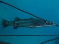 Great barracuda Sphyraena barracuda on blue backgroÃÂ±nd Royalty Free Stock Photo