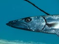 Great barracuda Sphyraena barracuda portrait Royalty Free Stock Photo