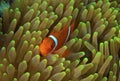 Great barrier reef clown fish (nemo) Royalty Free Stock Photo
