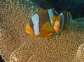 Great barrier reef clown fishesnemo and his father Royalty Free Stock Photo