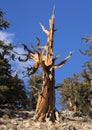 Great Basin Bristlecone Pine