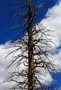 Great Basin Bristlecone Pine, Intermountain Bristlecone Pine, Bryce Canyon Royalty Free Stock Photo