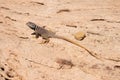 Great basin collared lizard Royalty Free Stock Photo