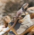 Great Basin Collared Lizard, Adult Female, Sunbathing in Death Valley Royalty Free Stock Photo