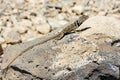 great basin collared lizard, crotaphytus bicinctores, death valley, ca Royalty Free Stock Photo