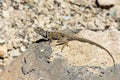 great basin collared lizard, crotaphytus bicinctores, death valley, ca Royalty Free Stock Photo