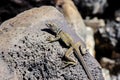 great basin collared lizard, crotaphytus bicinctores, death valley, ca Royalty Free Stock Photo