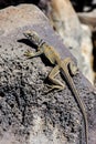 great basin collared lizard, crotaphytus bicinctores, death valley, ca Royalty Free Stock Photo