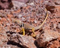 Great Basin Collared Lizard Royalty Free Stock Photo