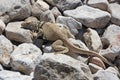 Great Basin Collared Lizard Royalty Free Stock Photo