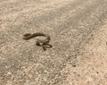 Great Basin Gopher Snake (Pituophis catenifer deserticola) Coiled Royalty Free Stock Photo