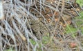 Great Basin Rattler Hiding Behind the Branches Royalty Free Stock Photo