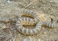 Great Basin Rattlesnake, Crotalus oreganus lutosus