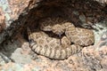 Great Basin Rattlesnake - Crotalus oreganus lutosus