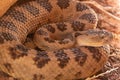 Great basin rattlesnake curled up in the shade