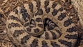 Great Basin Rattlesnake at Rattlers & Reptiles, a small museum in Fort Davis, Texas, owned by Buzz Ross.