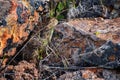 Great basin rattlesnake subspecies of Crotalus lutosus. Sitting camouflaged in the sun warming on rocks by Deer Creek Reservoir hi