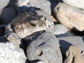 Great Basin Spadefoot in Rocks Royalty Free Stock Photo