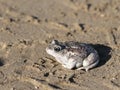 Great Basin Spadefoot Toad Royalty Free Stock Photo