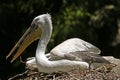 Pelican on the nest. Close-up.