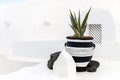 A great beautiful aloe vera grows in a pot. Greek coast Royalty Free Stock Photo