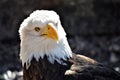 Beautiful great bald eagle.