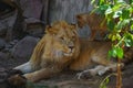 Great beautiful lion in the Sahara desert