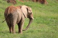 Great beautiful wild animal elephants huge tusks