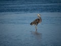 Great-billed heron standing in shallow water