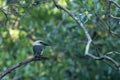 Great-billed kingfisher or black-billed kingfisher Pelargopsis melanorhyncha near Tangkoko National Park, Sulawesi, Indonesia
