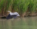 Bird Gray Heron taking flight from the marshy swamp