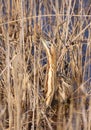 Great Bittern Royalty Free Stock Photo