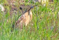 Great Bittern Royalty Free Stock Photo
