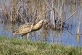 Great Bittern Royalty Free Stock Photo
