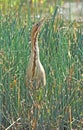 Great bittern Royalty Free Stock Photo