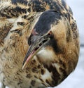 Great Bittern Royalty Free Stock Photo