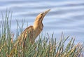 Great Bittern