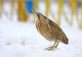 Great Bittern Royalty Free Stock Photo