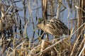 Great Bittern Royalty Free Stock Photo