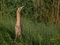 Great bittern - Botaurus stellaris Royalty Free Stock Photo