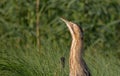 Great bittern - Botaurus stellaris Royalty Free Stock Photo