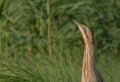 Great bittern - Botaurus stellaris Royalty Free Stock Photo