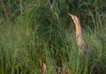 Great bittern - Botaurus stellaris Royalty Free Stock Photo