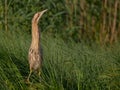 Great bittern - Botaurus stellaris Royalty Free Stock Photo