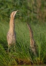 Great bittern - Botaurus stellaris Royalty Free Stock Photo