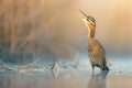 The great bittern in nature. Generative AI