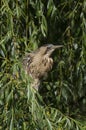 Great Bittern Royalty Free Stock Photo