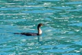 The great blac cormorant or the black shag Royalty Free Stock Photo